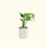 EZ Self-Watering Home Planter – view 2