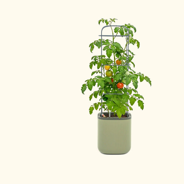 EZ Self-Watering Tomato Planter with Trellis, Gen 2 – view 1